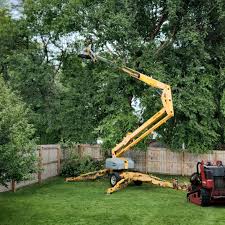 Best Tree Fertilization  in Roselawn, IN