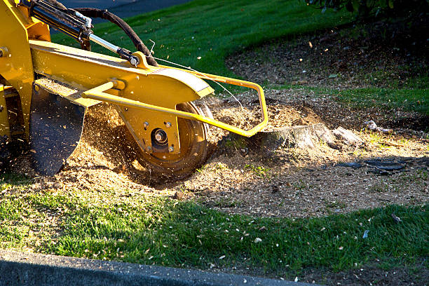 How Our Tree Care Process Works  in Roselawn, IN