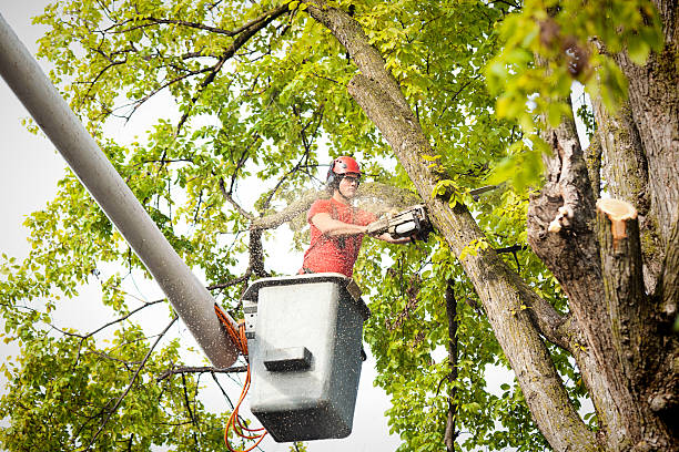 Best Hazardous Tree Removal  in Roselawn, IN